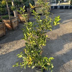 Osmanthus (Sweet Olive)