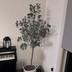 6ft Eucaliptus Plant And Pot
