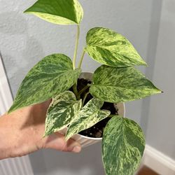 Marble Queen Pothos