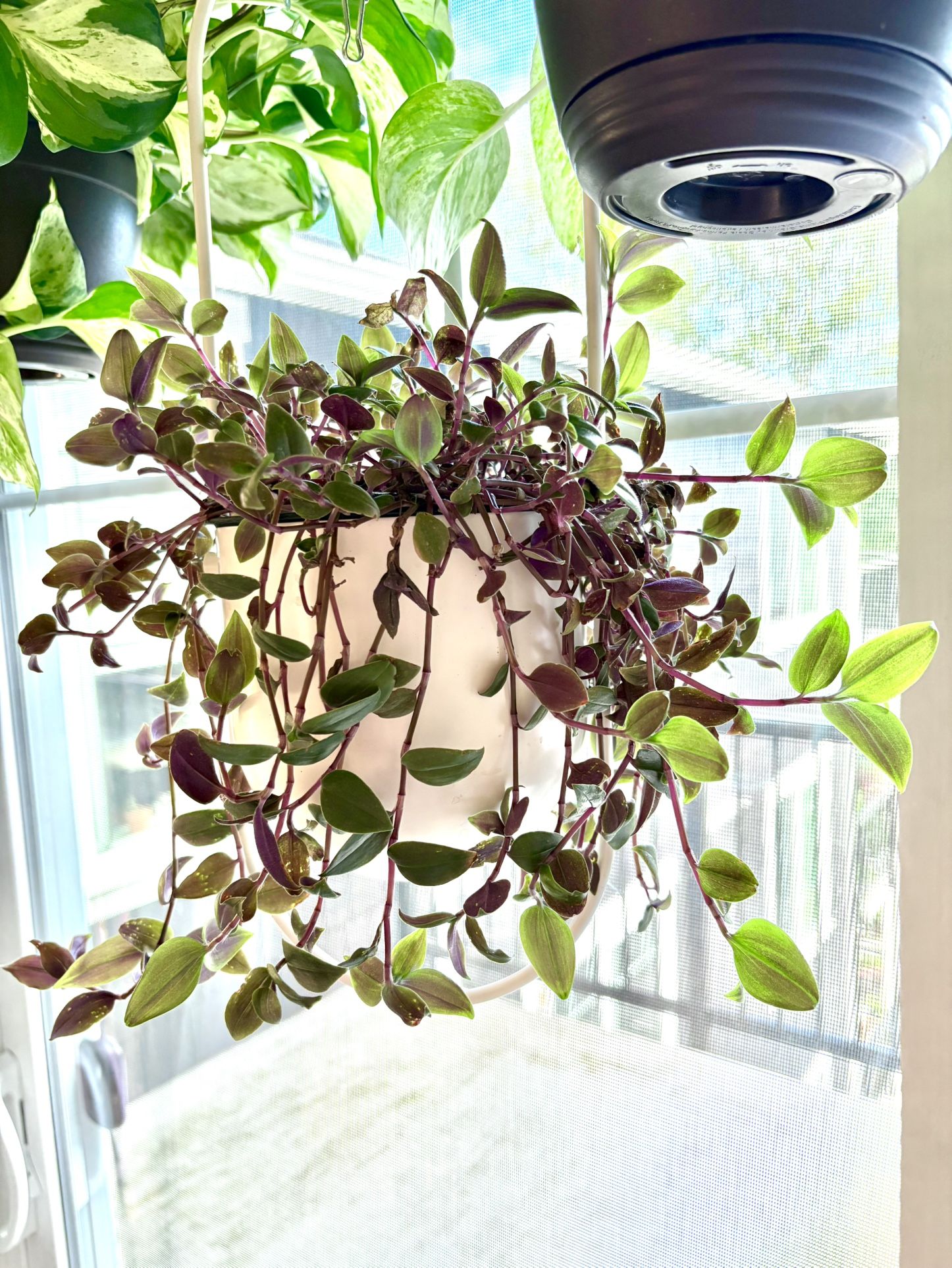 Tradescantia Zebrina Purpussi Inch Plant Purple Vines 6 Inch In Self Watering Pot