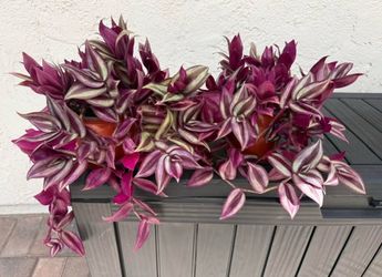 Tradescantia Zebrina Live Plant in inch pot