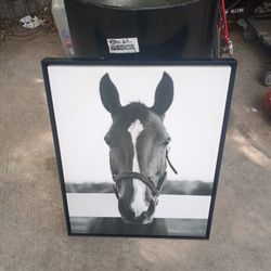 A Horse Picture