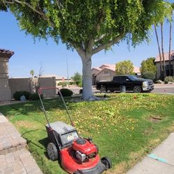 Yard Clean Up, Free Stimate :)