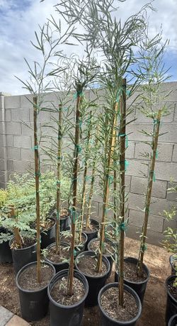 Thornless Chilean Mesquite Trees in 5G 6F The Tall From Ground Up $50 Each Firm Price