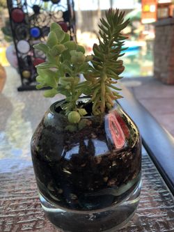 Miniature succulents in 3” glass vase
