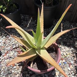 Large Aloe Vera Plants