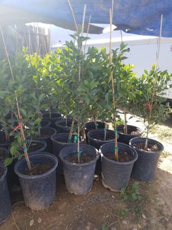 Trees Ficus Arbol 4 Feet High