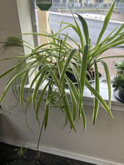 Big Spider Plant With Beautiful Glass Bowl 