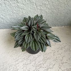 Peperomia Plant 