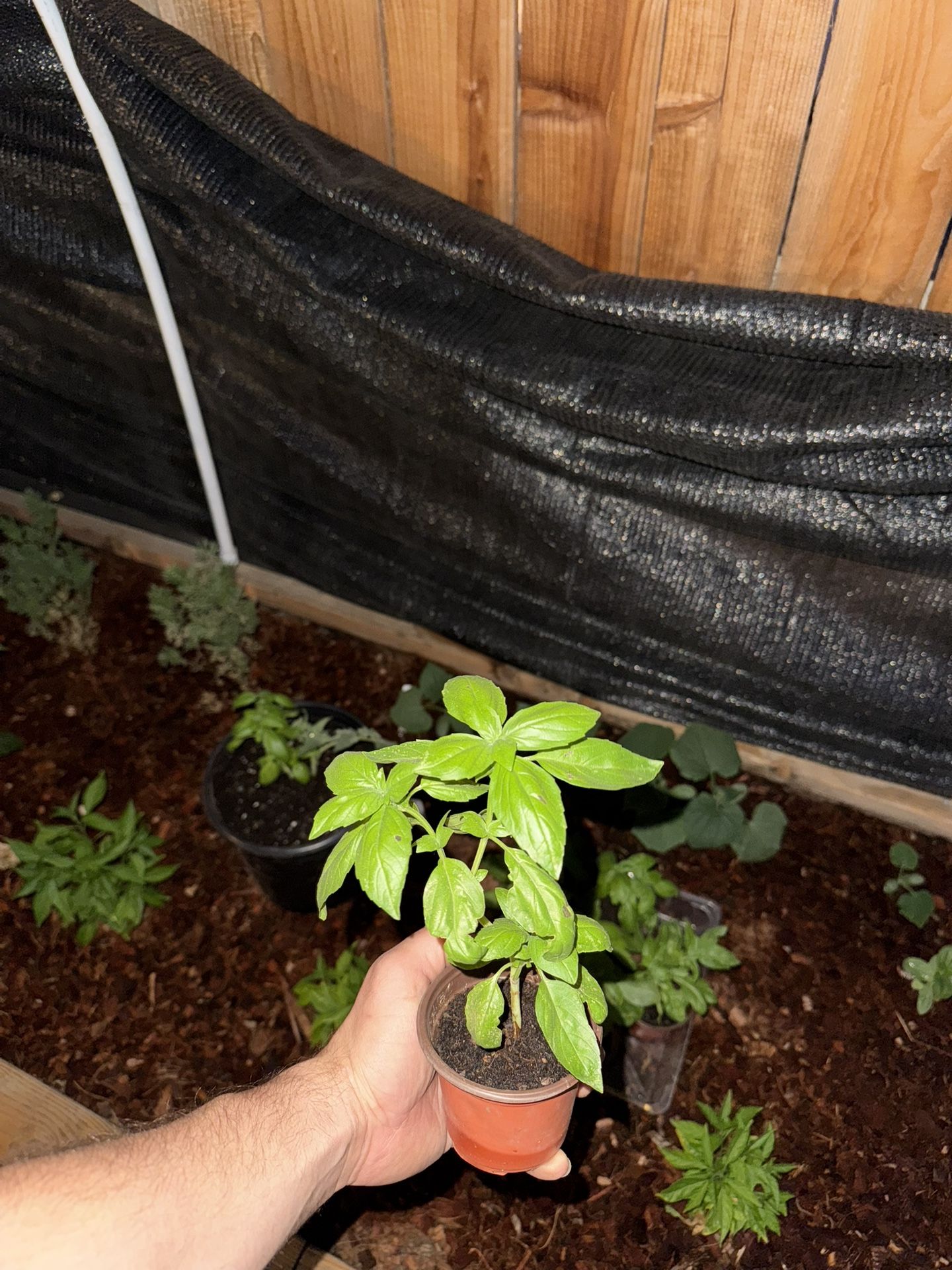 Genovese Basil