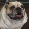 Louie