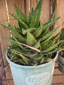 Mitre Aloe