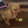 minpitbull