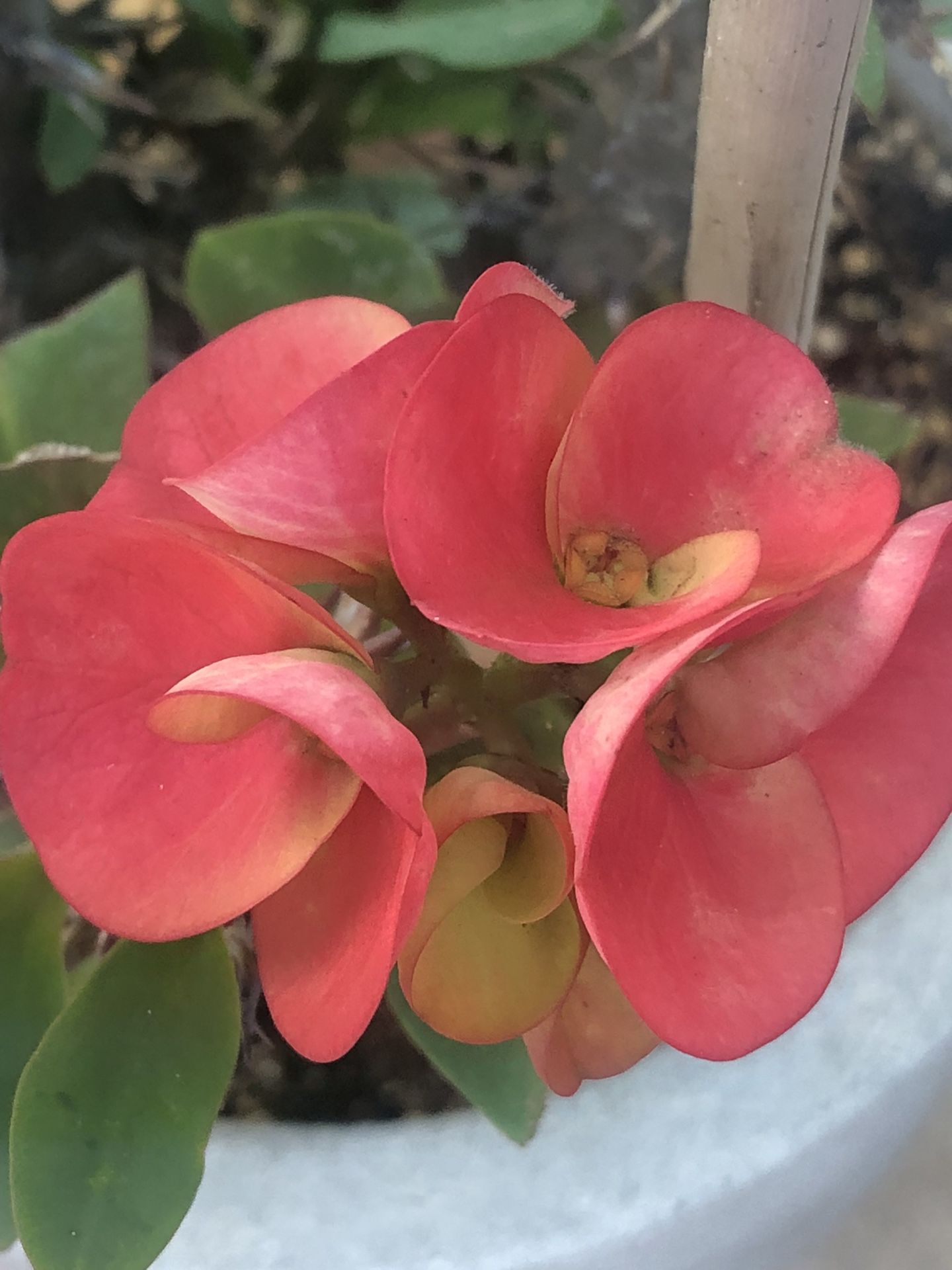 Corona De Cristo Galaxy Nota 10