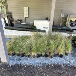 Idaho Fescue Plants 1 Gallon