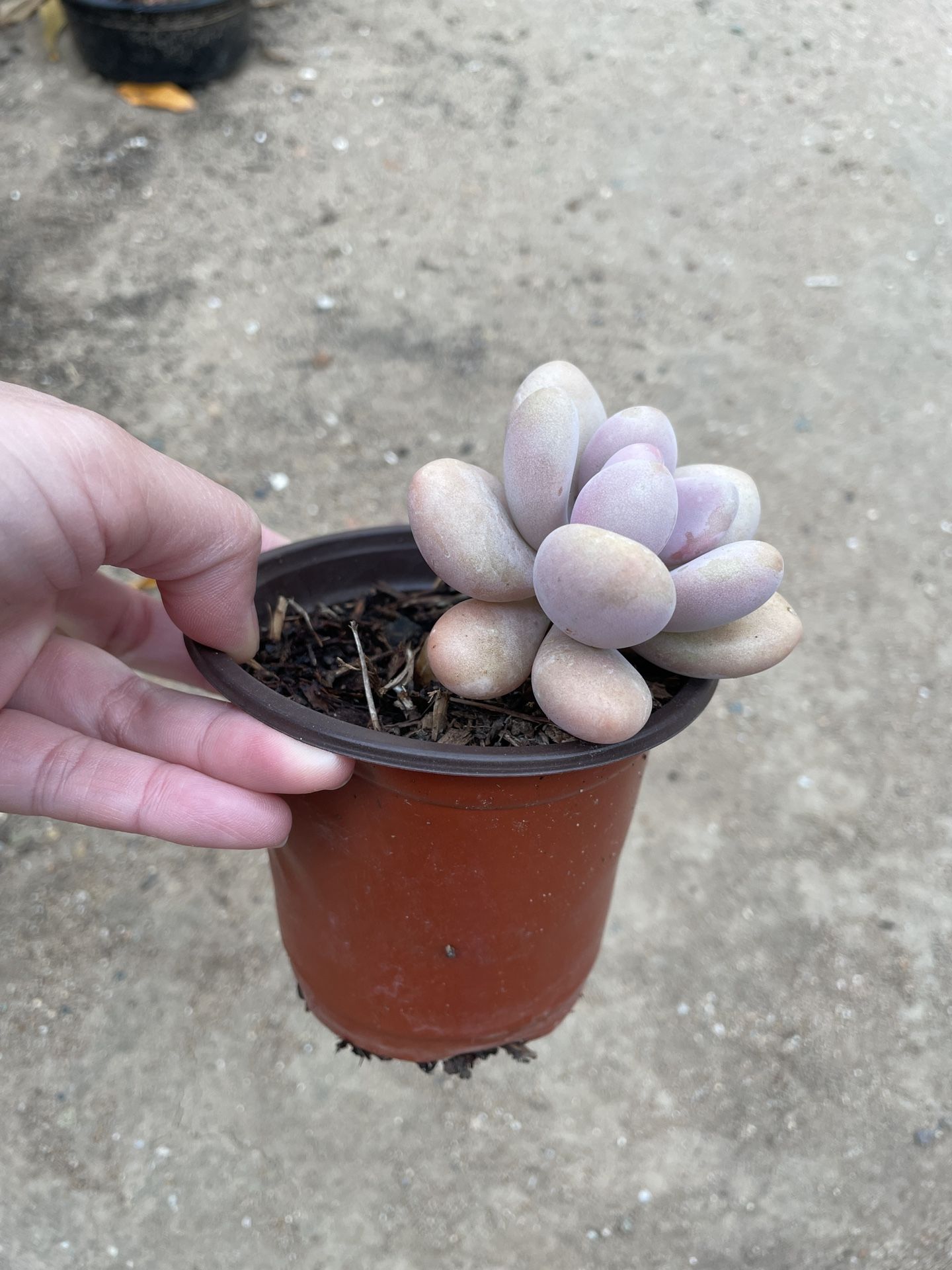4in Pot Moonstone Succulent