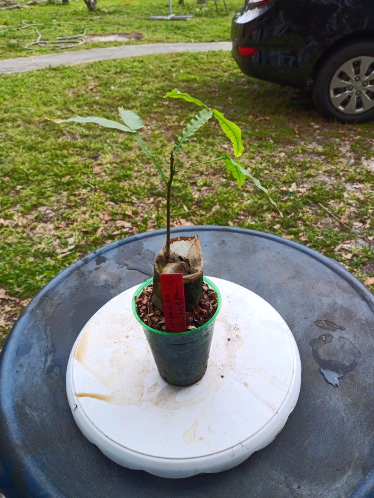 Limoncillo/ Quenepa/ Mamoncillo Live Tree for Sale in Hollywood, FL