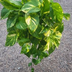 Golden Pothos Plant 8" Pot $23 Each