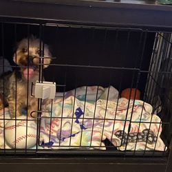 Dog cage