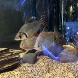 Aquarium Decor For Fish Tank