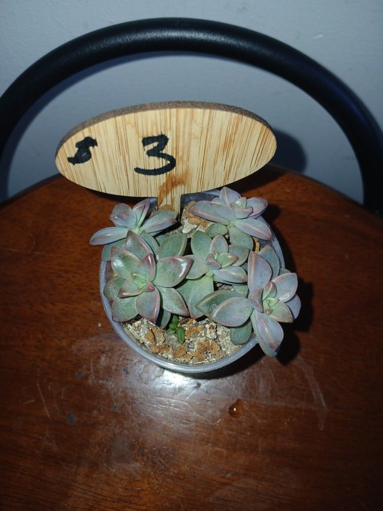 Succulent 