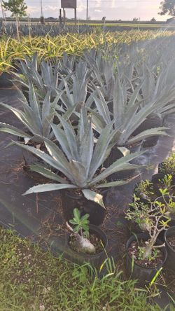 Agave / Clusia plant sale - venta de plantas
