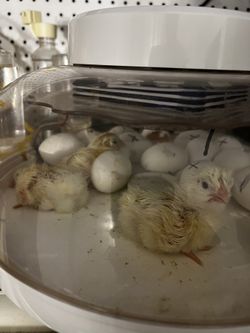 Hatched Butt Nuggets