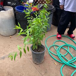 Peach Tree