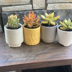 Live indoor succulents six dollars per planter