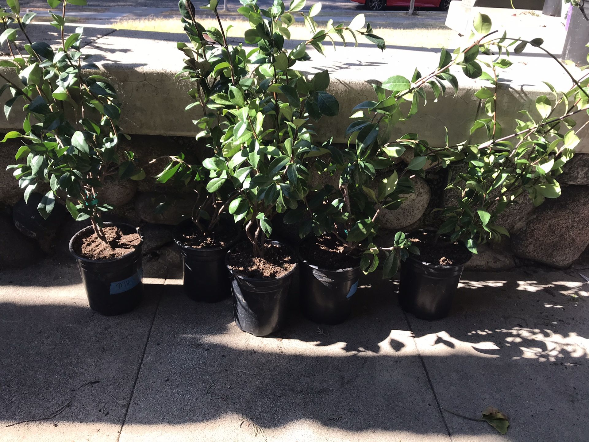 Potted flower jasmine