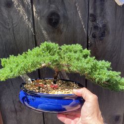 Bonsai Japanese Garden Junipers Many To Choose From $65 Each Comes With Chinese Man Fishing
