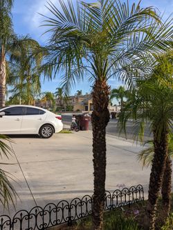 Pygmy Date Palm For Sale!
