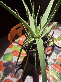 Aloe Vera plant