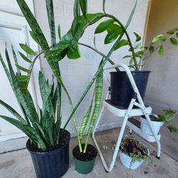 5 Live Potted Plants