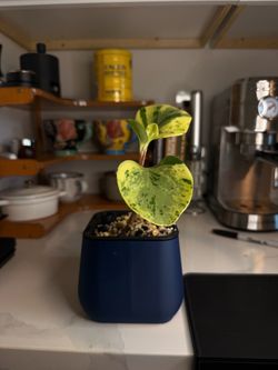 Variegated Peperomia Obtusifolia w/ Self-Watering Pot 2