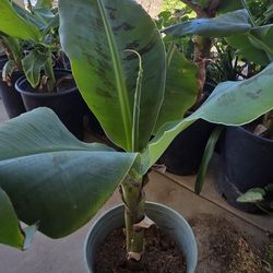 Banana Tree