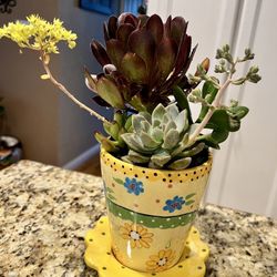Beautiful and Colorful Ceramic Floral Pot Filled with Four Live Succulent Plants. Hole in bottom for drainage and includes matching drip plate.