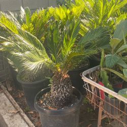 Sago Palm