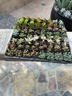 Flat of 2 Inch Succulents
