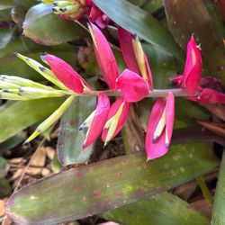 Blooming Tropical Bromeliad Plant 