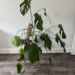 Free Monstera Plant 