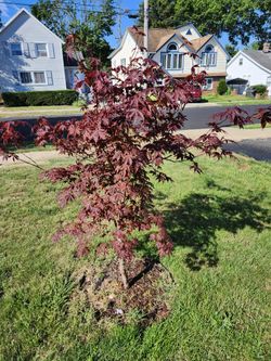 Japanese Maple Tree