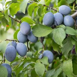 Italian Plum Tree