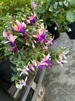 Fuchsia 15$ each pot 5 gallon