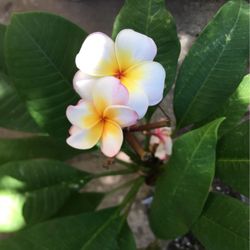 Plumeria