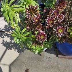 Aenium, Green  And Red Color 