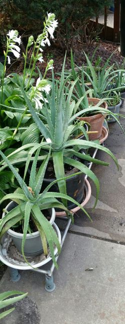 Variety of Live Aloe Vera Plants Individually Priced