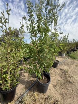 árboles de  durazno 🍑 y  chabacano  en uno mismo 