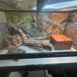 Enclosure For Bearded Dragon 