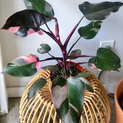 Pink Princess Philodendron Rooted Mature Houseplant In 6 Inch Pot 